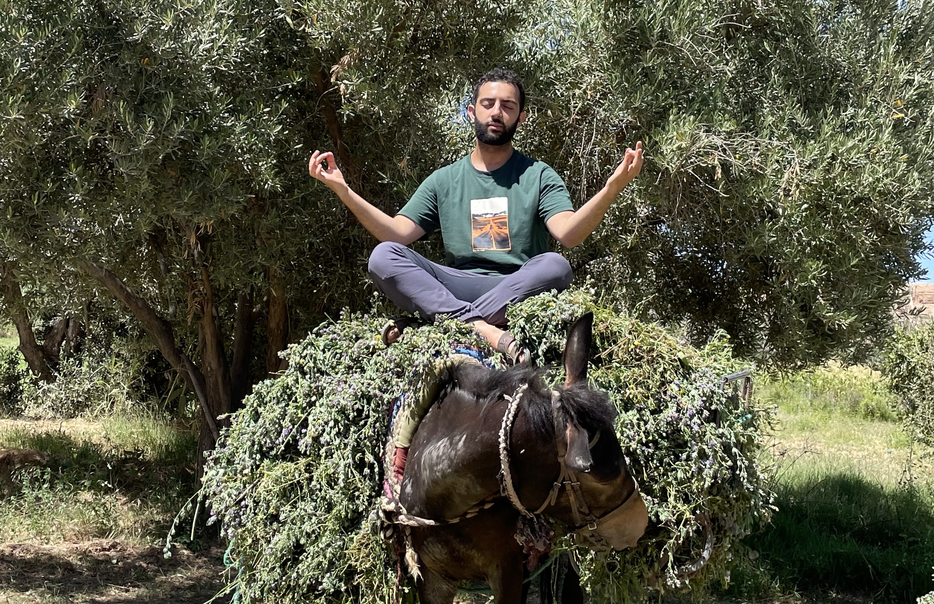 Hamza relaxing on a mule in the mountains of Morocco.